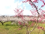 0417梅_R.JPG